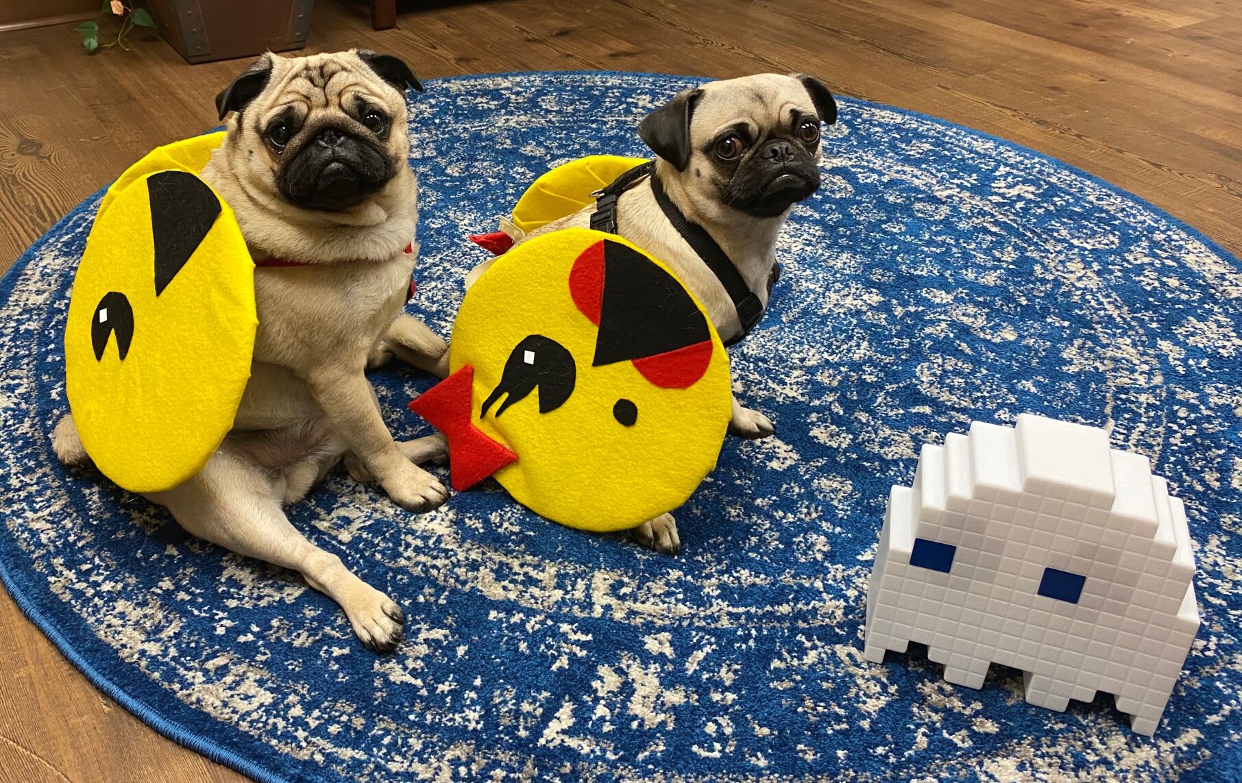 Halloween pets: Mr. and Mrs. Pug Man
